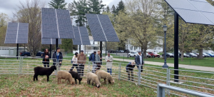 Sheep inside a fence and students outside of the fence in front of pole mounted solar arrays.